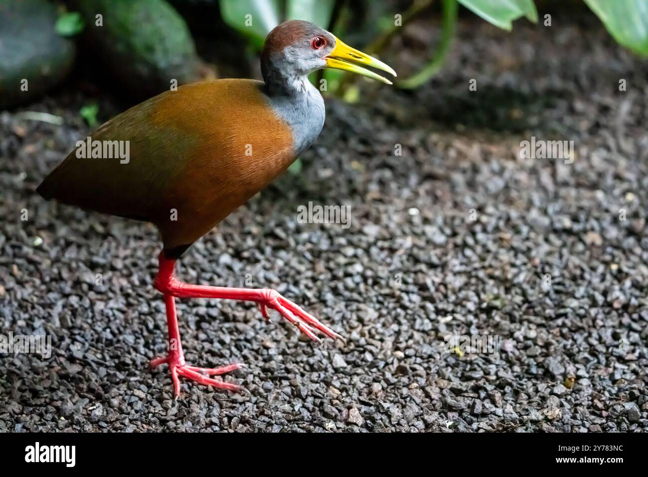 Russet-naped Wood Rail (Aramides albiventris) von Costa Rica Stockfoto