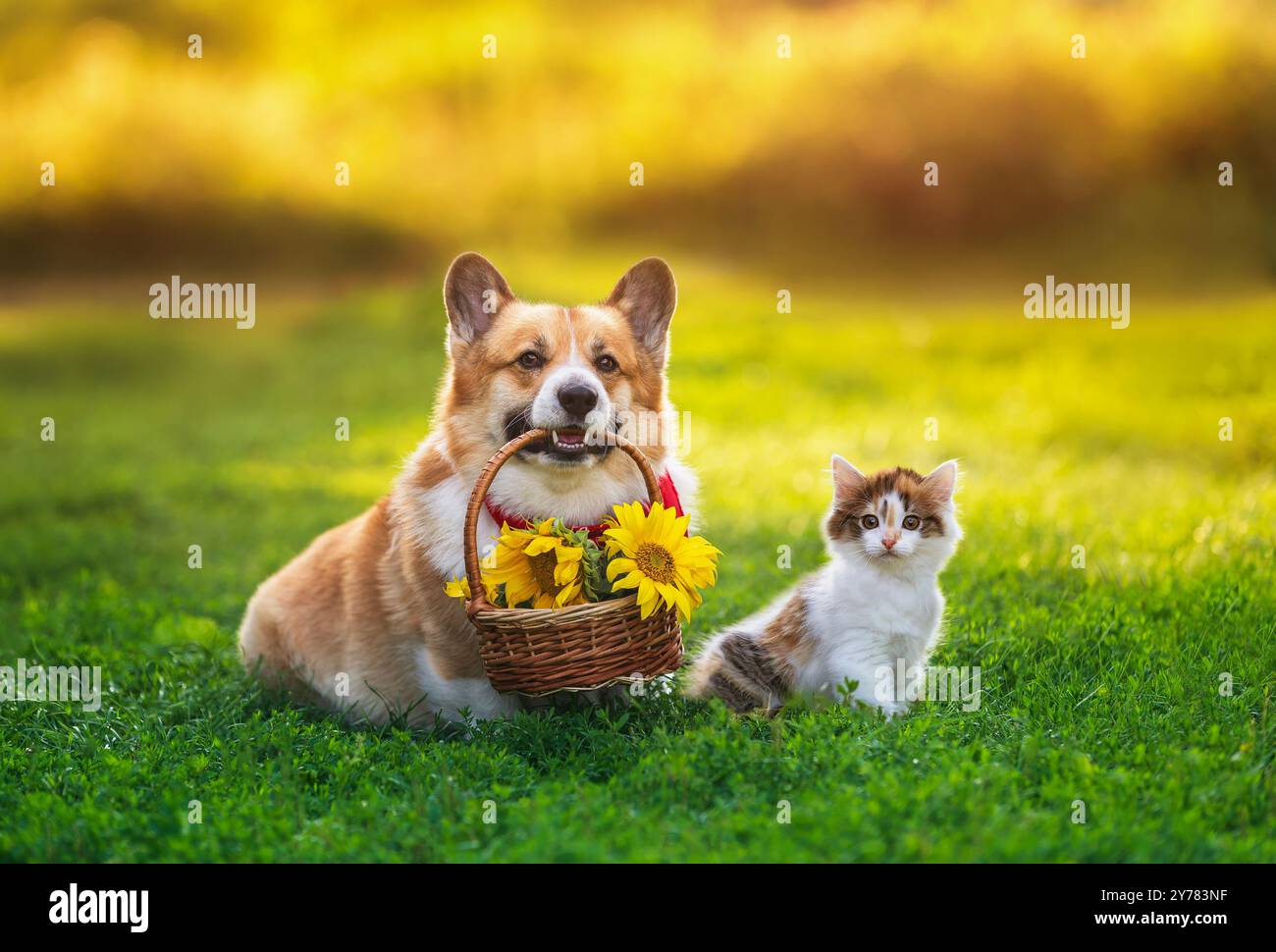 Zwei flauschige Freunde Kitten und ein Hund von Corgi mit einem Korb mit Sonnenblumen auf einer sonnigen grünen Wiese Stockfoto