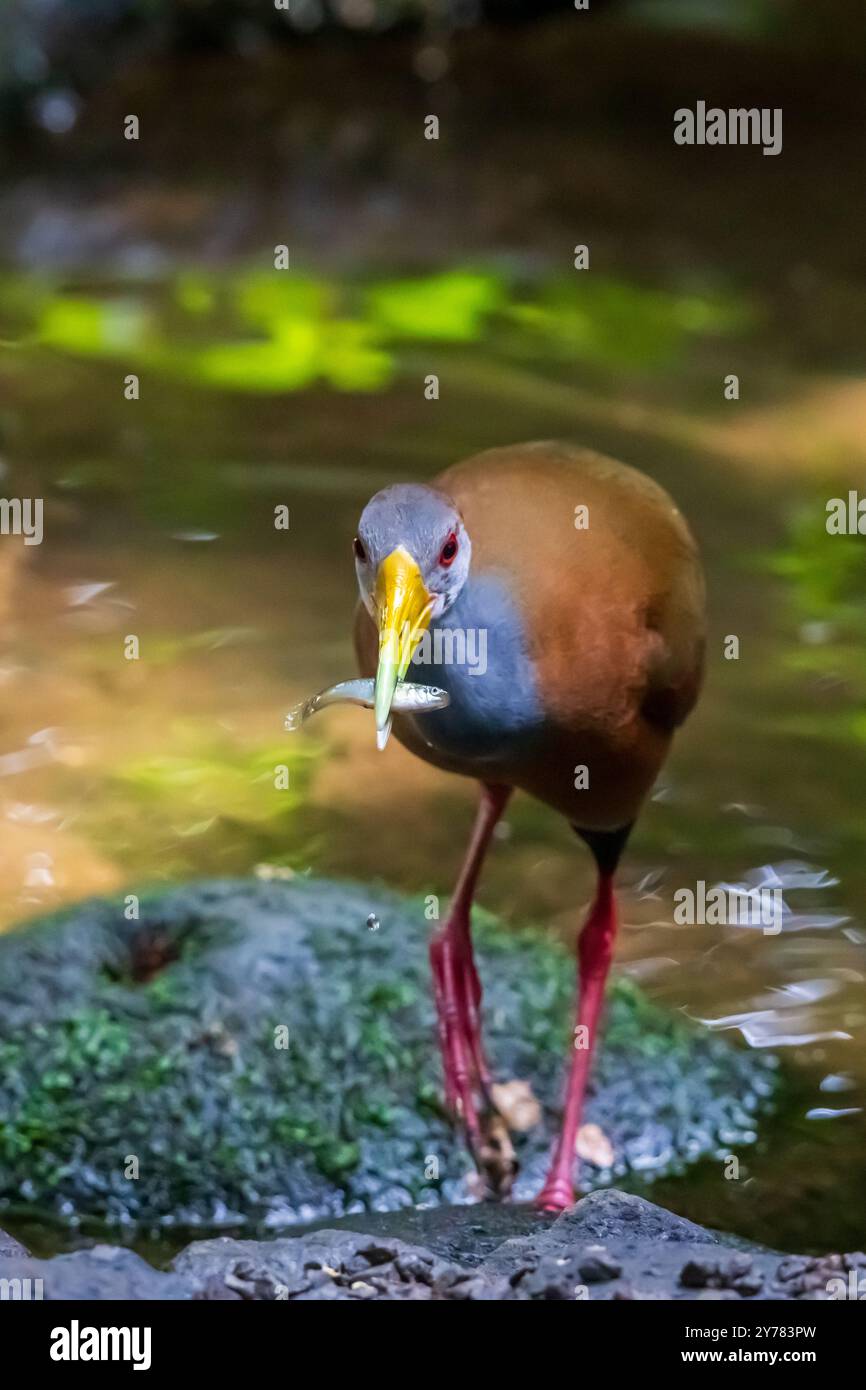 Russet-naped Wood Rail (Aramides albiventris) von Costa Rica Stockfoto