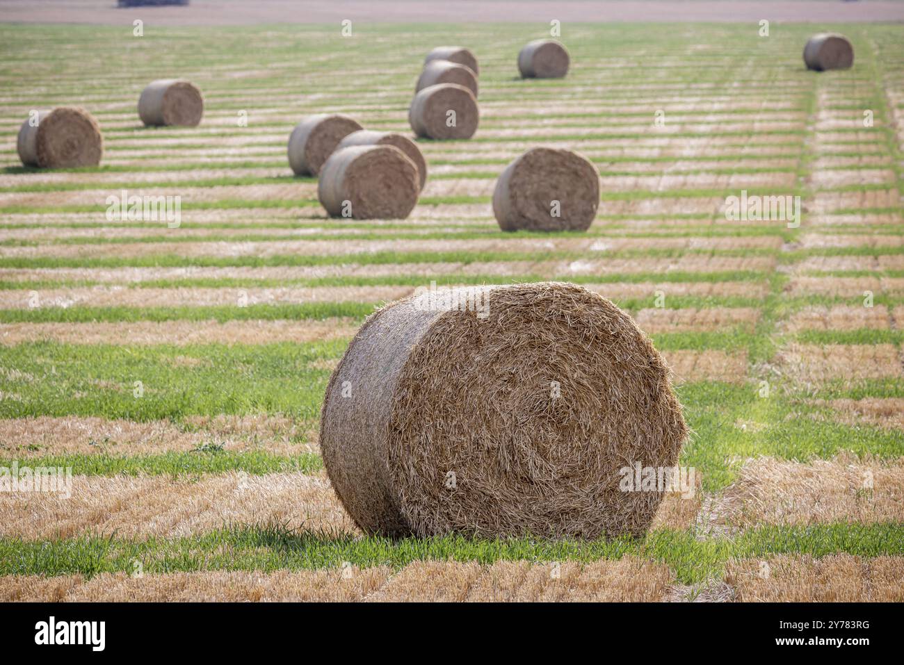 Strohballen auf einem ernteten Feld in der Nähe von Gotha, Thüringen, Deutschland, Europa Stockfoto