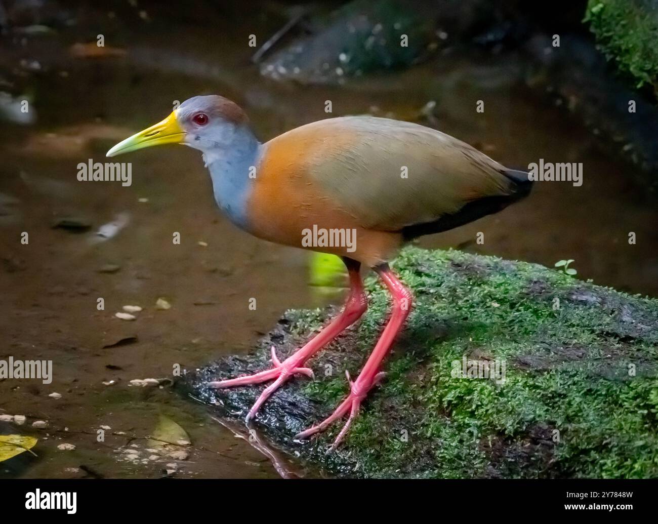 Russet-naped Wood Rail (Aramides albiventris) von Costa Rica Stockfoto