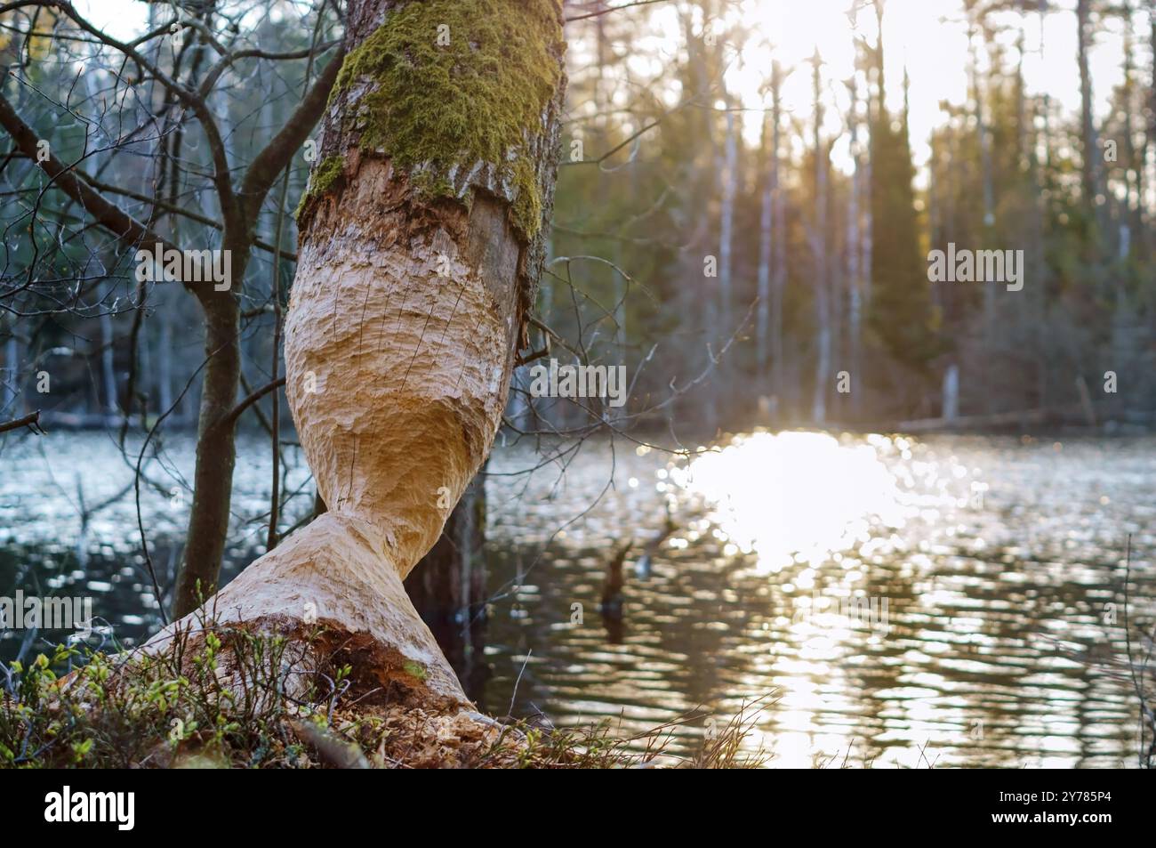 Der Baum wird vom Biber genagt, die Biberzähne sind auf einem Baumstamm Stockfoto