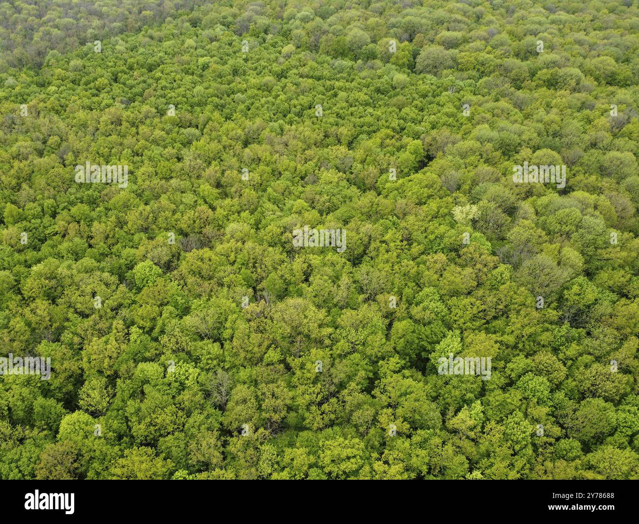 Blick von oben auf den grünen Wald, Luftaufnahme Stockfoto