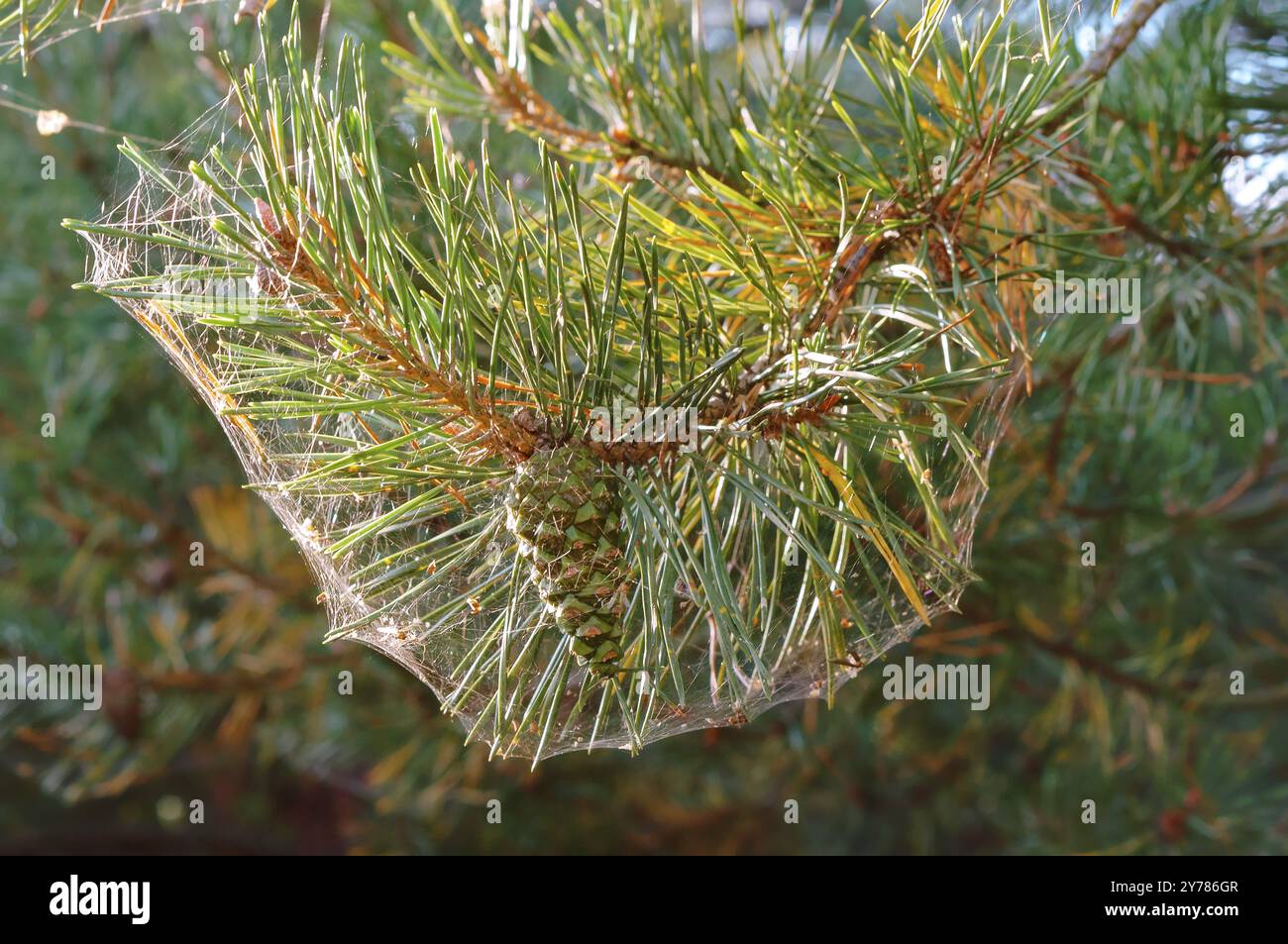 Spinnennetz auf einem Kiefernzweig, Kiefernnadeln im Herbst in einem Spinnennetz Stockfoto