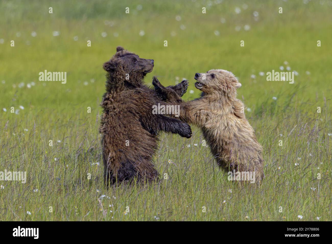 Zwei Grizzlybären (Ursus arctos horribilis) spielen miteinander auf einer grünen Wiese im Lake Clark National Park, Alaska, USA, Nordamerika Stockfoto