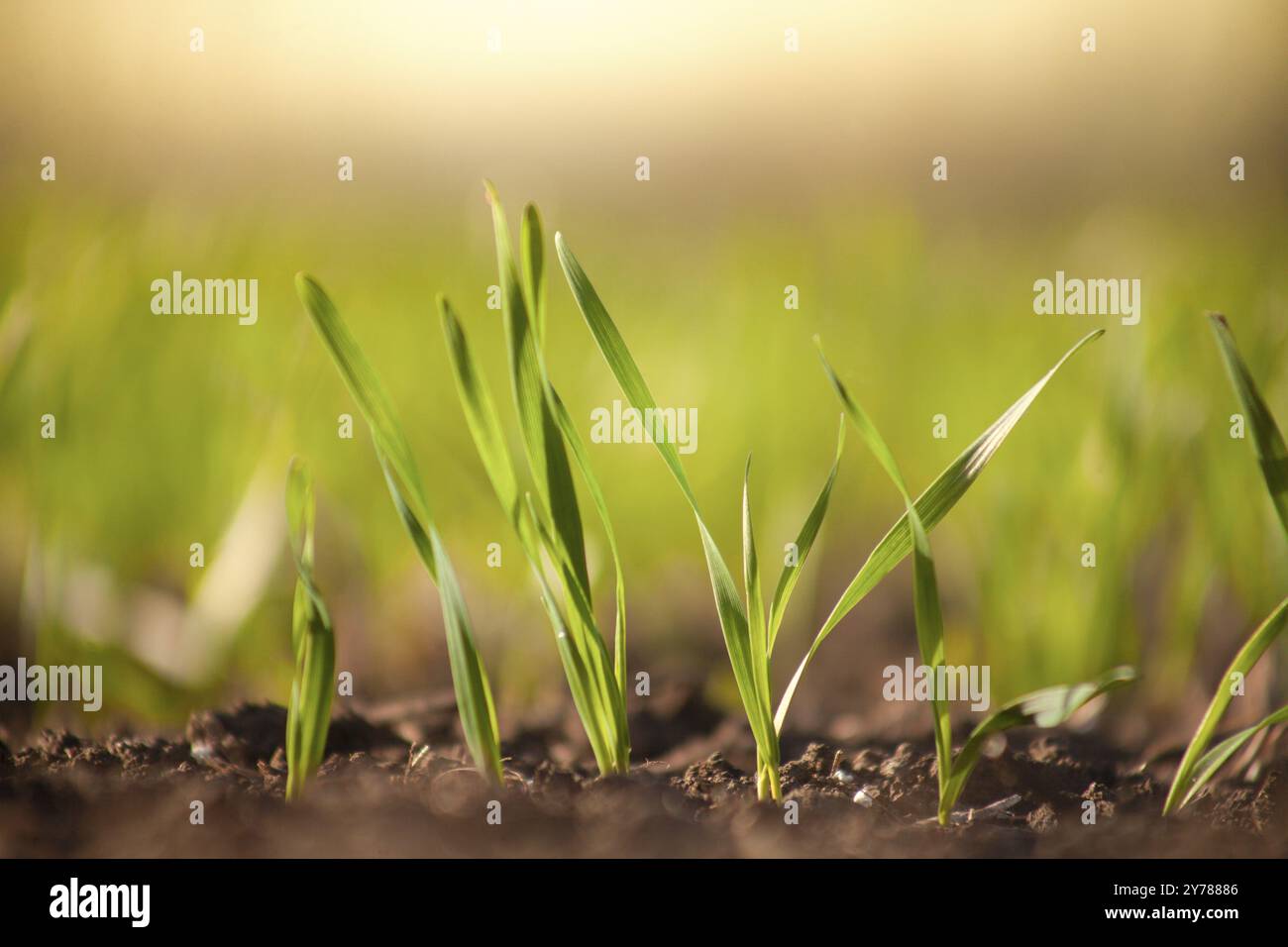 Sprossen von junger Gerste oder Weizen, die gerade im Boden gekeimt haben, dämmern über einem Feld mit Pflanzen Stockfoto