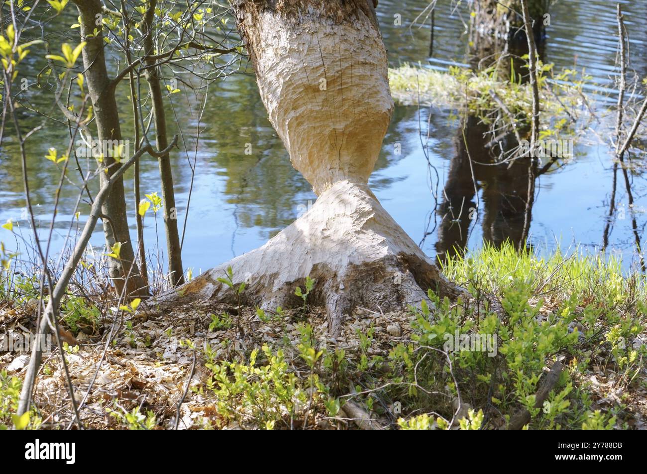 Der Baum wird vom Biber genagt, die Biberzähne sind auf einem Baumstamm Stockfoto