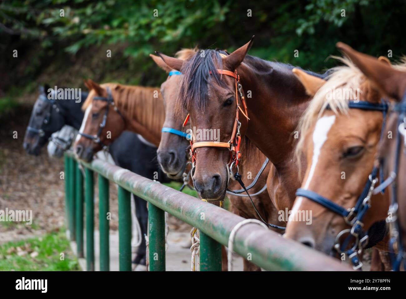 Reitschulpferde und Stuten Porträts. Stockfoto