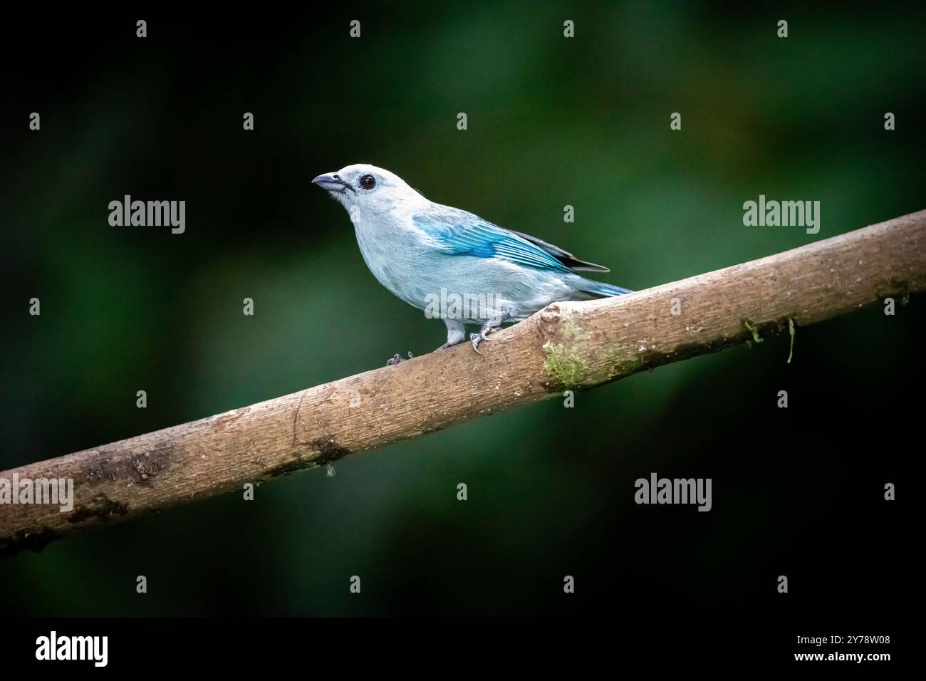 Blaugraue Tanager (Thraupis episcopus) von Costa Rica Stockfoto