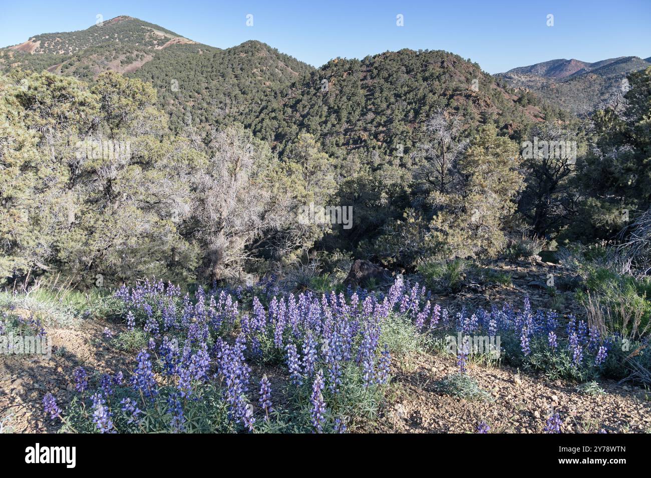 Lupine blüht im Vordergrund mit entferntem Grapevine Peak am Horizont im Hochland des Northeastern Death Valley National Park Stockfoto