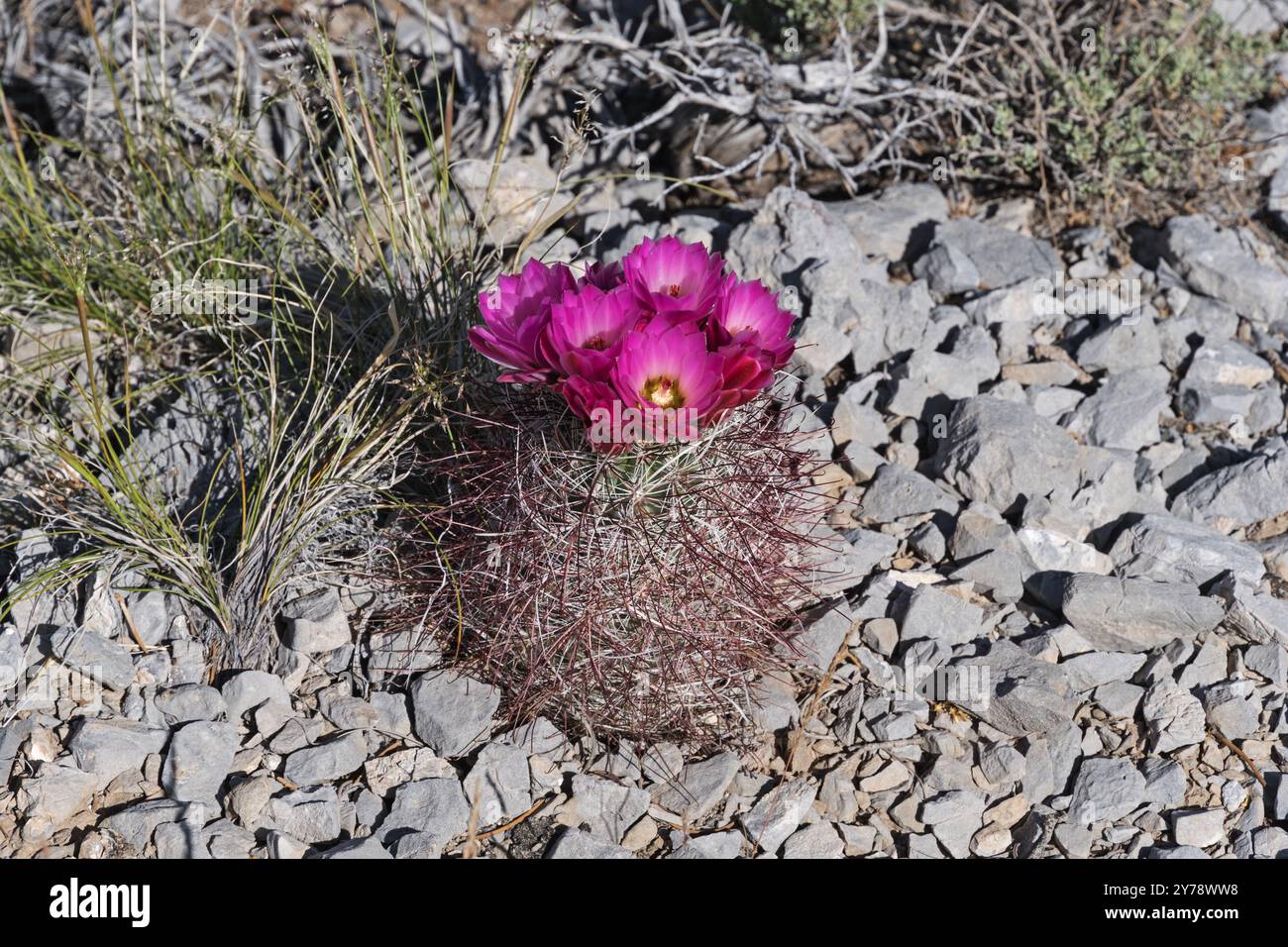 Lila kaktus -Fotos und -Bildmaterial in hoher Auflsung  Alamy