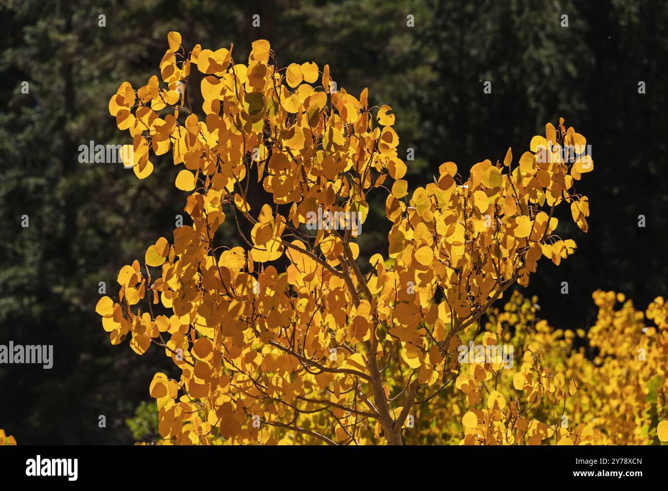 Hellgelbe Herbstaspenblätter mit dunkelgrünen Kiefern im Hintergrund Stockfoto