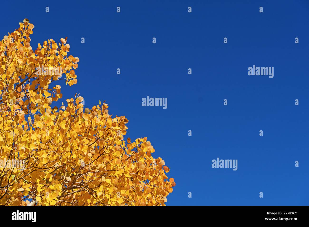 Gelbe Herbstaspenblätter mit blauem Himmel Hintergrund und Copyspace Stockfoto