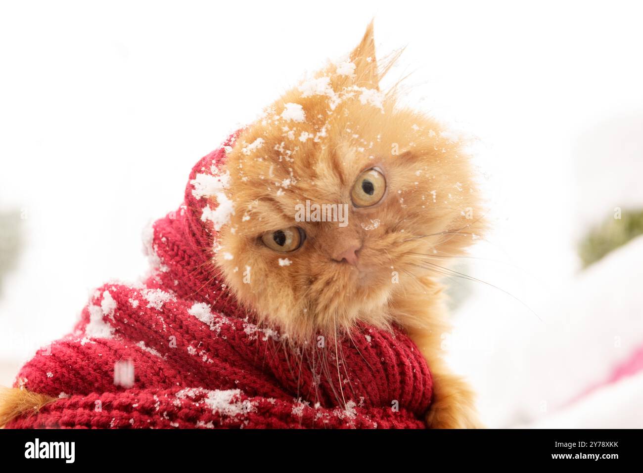 Eine flauschige Ingwerkatze in einen roten Strickpullover gehüllt, mit Schneeflocken auf dem Fell, die einen gemütlichen, aber wütenden Ausdruck vor einem verschneiten Hintergrund ausstrahlen. Stockfoto