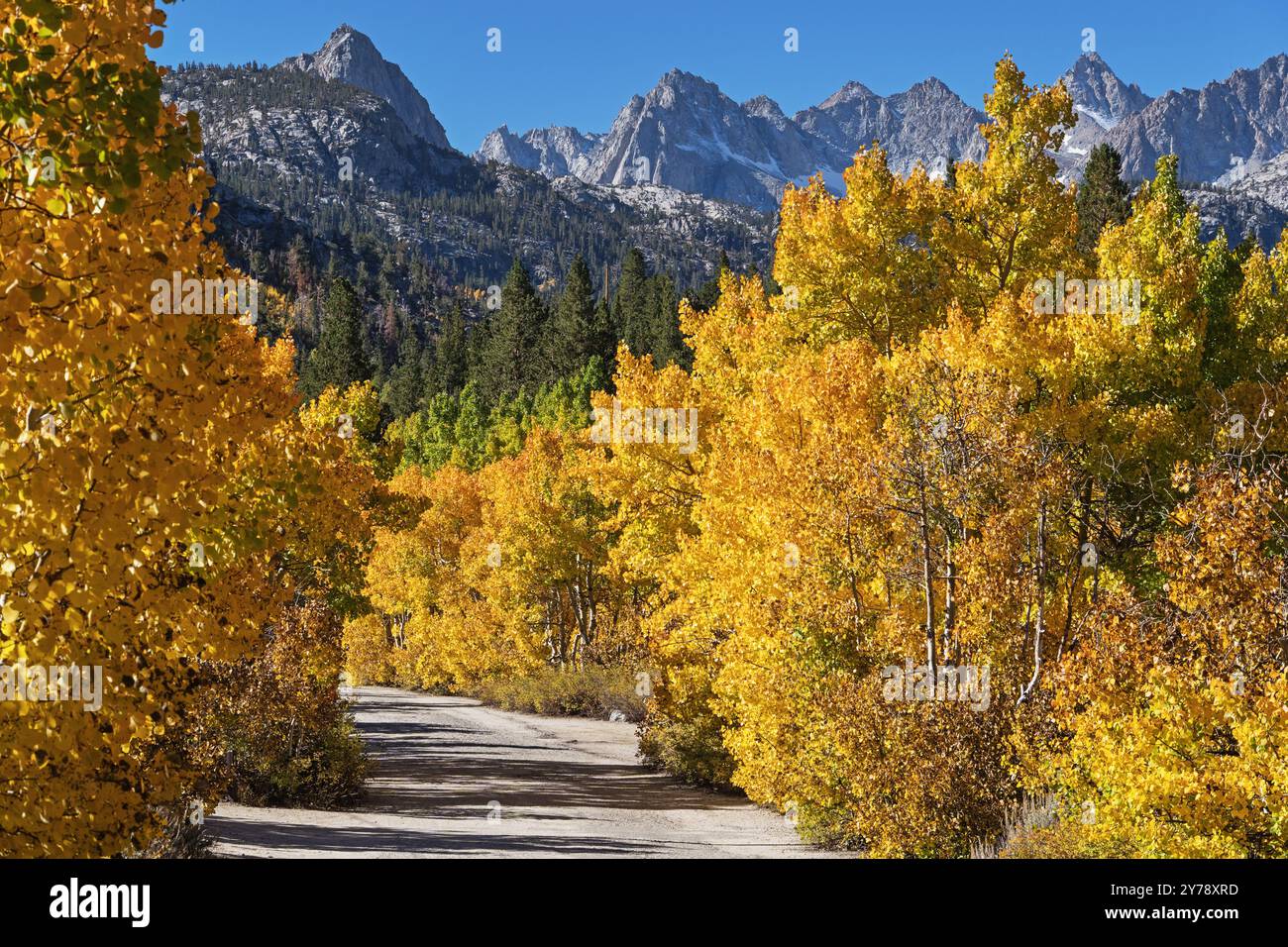 Eine enge Straße, umgeben von gelben Aspenbäumen, führt in die Sierra Nevada Mountains in Kalifornien Stockfoto
