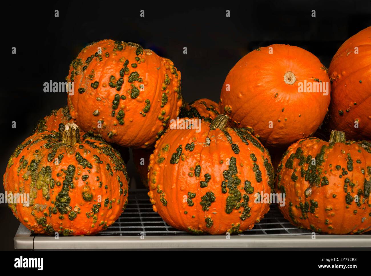 Verschiedene riesige orangene Kürbisse in einem Regal zum Verkauf auf dem Food Market in Ontario. Thanksgiving/Ernte oder Halloween-Konzept Stockfoto