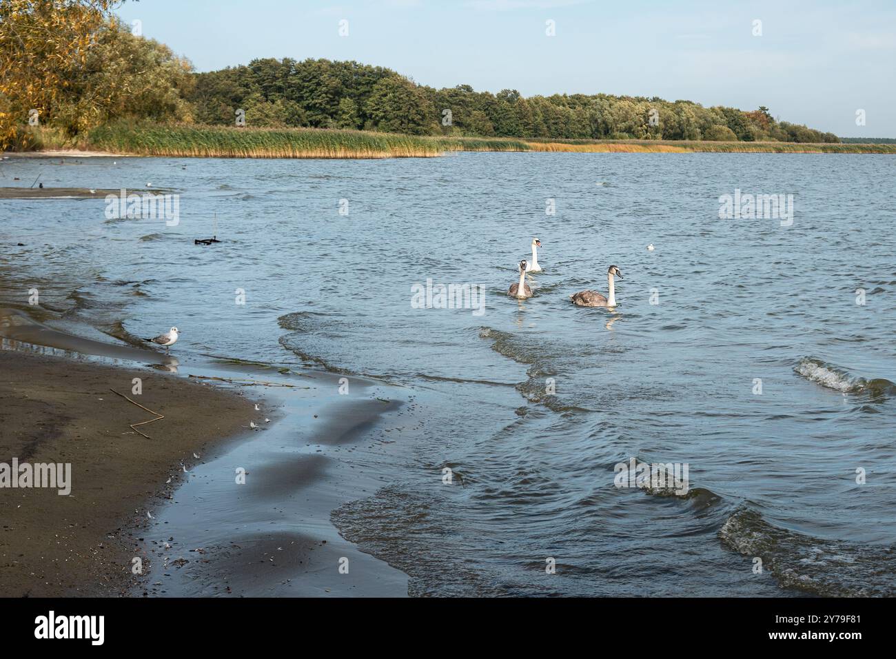 Schwäne in der Kurischen Lagune auf der Kurischen Nehrung im Dorf Lesnoy. Region Kaliningrad. Russland Stockfoto