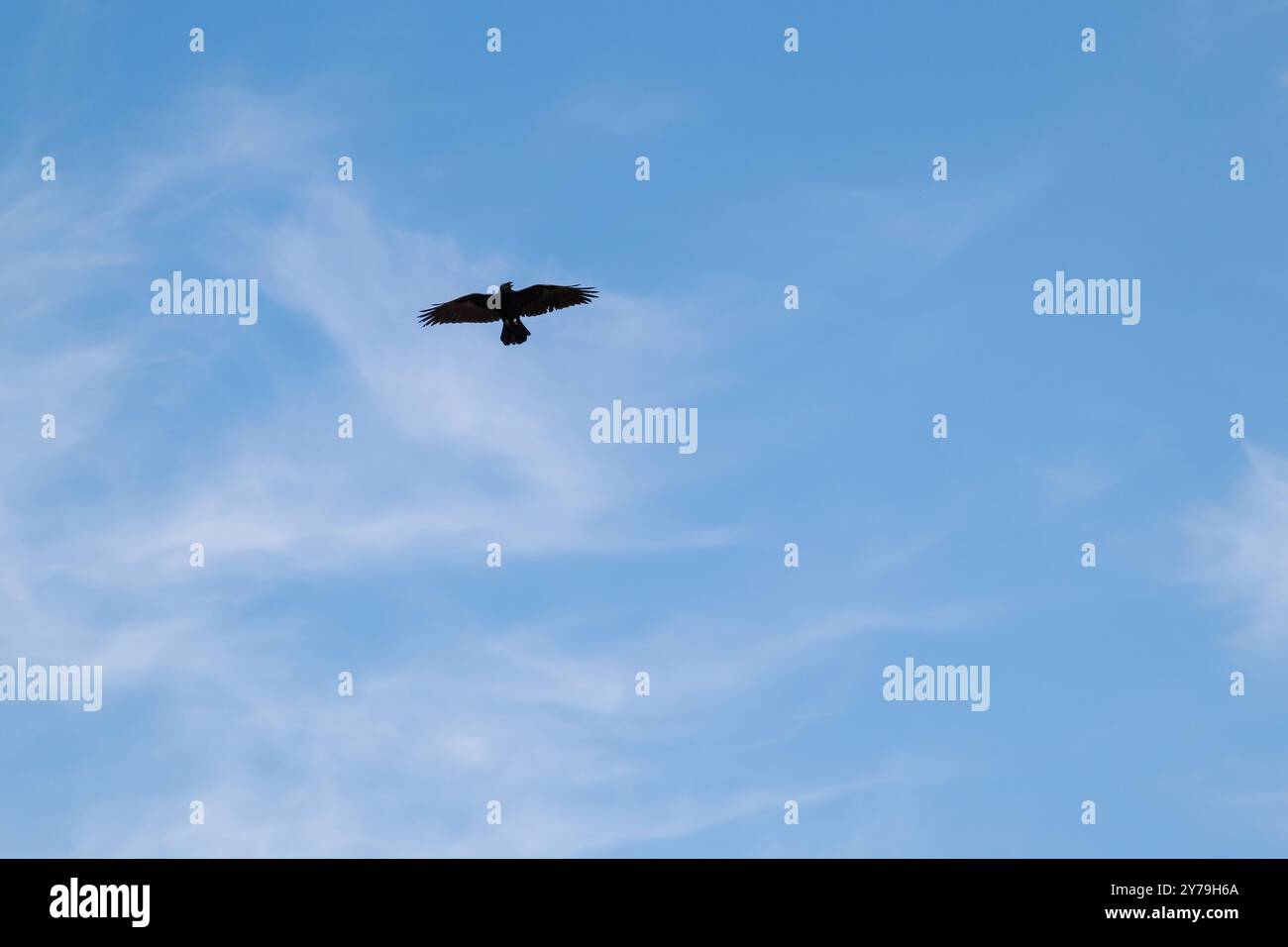 Ein gewöhnlicher Rabe fliegt über den klaren blauen Himmel. Auch bekannt als der nördliche Rabe. Ein Vogel am Himmel. Stockfoto Ein gewöhnlicher Rabe fliegt über den klaren blauen Himmel. Auch bekannt als der nördliche Rabe. Ein Vogel am Himmel. Stockfoto