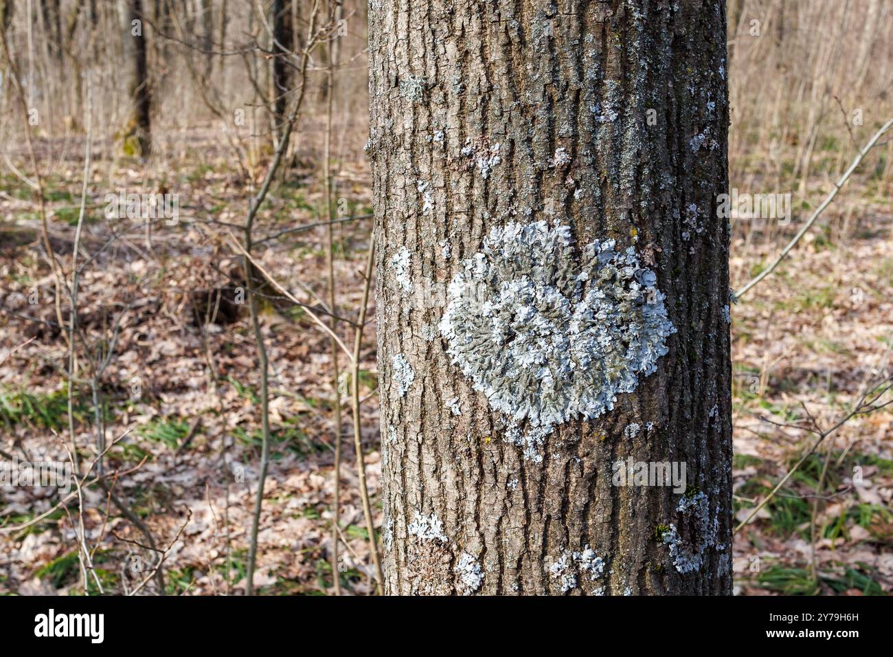 Hypogymnia physodes und Xanthoria parietina gewöhnliche Orangenflechte, Gelbschuppen, Seeflechten und Uferflechten lichenisierte Pilze wachsen weiter Stockfoto