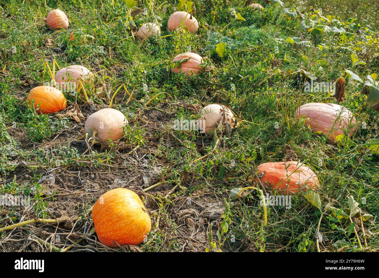 Reife orangefarbene Kürbisse auf dem Feld im Herbst. Ein großer orangener Kürbis, der im Garten wächst Stockfoto