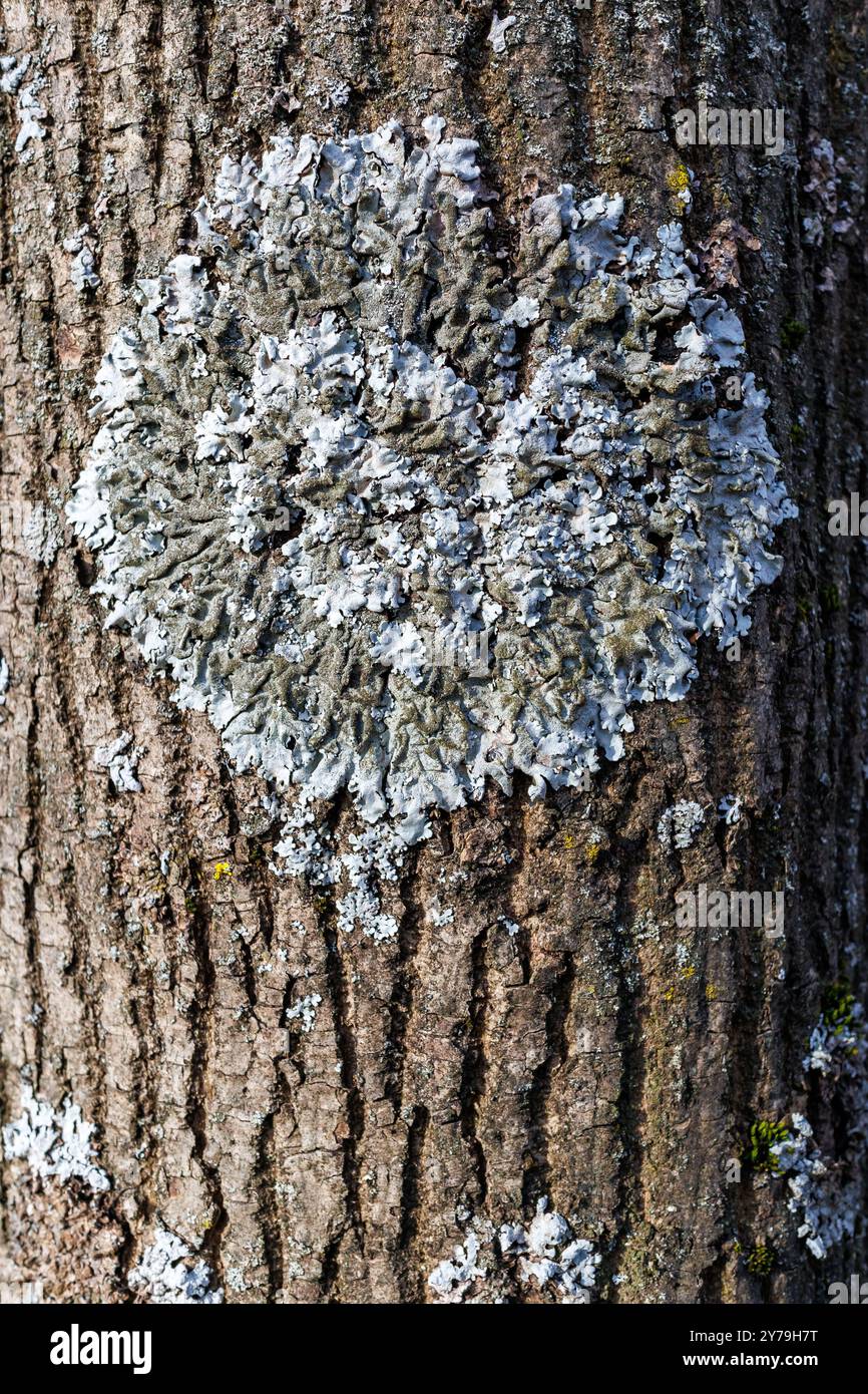 Hypogymnia physodes und Xanthoria parietina gewöhnliche Orangenflechte, Gelbschuppen, Seeflechten und Uferflechten lichenisierte Pilze wachsen weiter Stockfoto