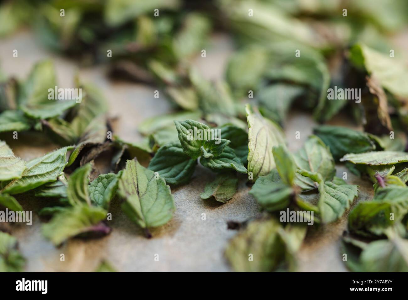 Makrofoto von grüner getrockneter Minze auf Wachspapier. Natürliche Trocknung zu Hause Stockfoto