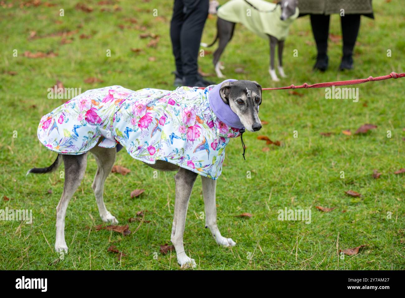 Brentwood Essex 29. September 2024 The Great Global Greyhound Walk; Brentwood Essex Teilnahme, mehr als fünfzig Windhunde, meist Greyhounds, nahmen an dem Walk in Weald Park Brentwood Essx Teil. Der Spaziergang endete mit Würstchen für die Hundeteilnehmer. Quelle: Ian Davidson/Alamy Live News Stockfoto