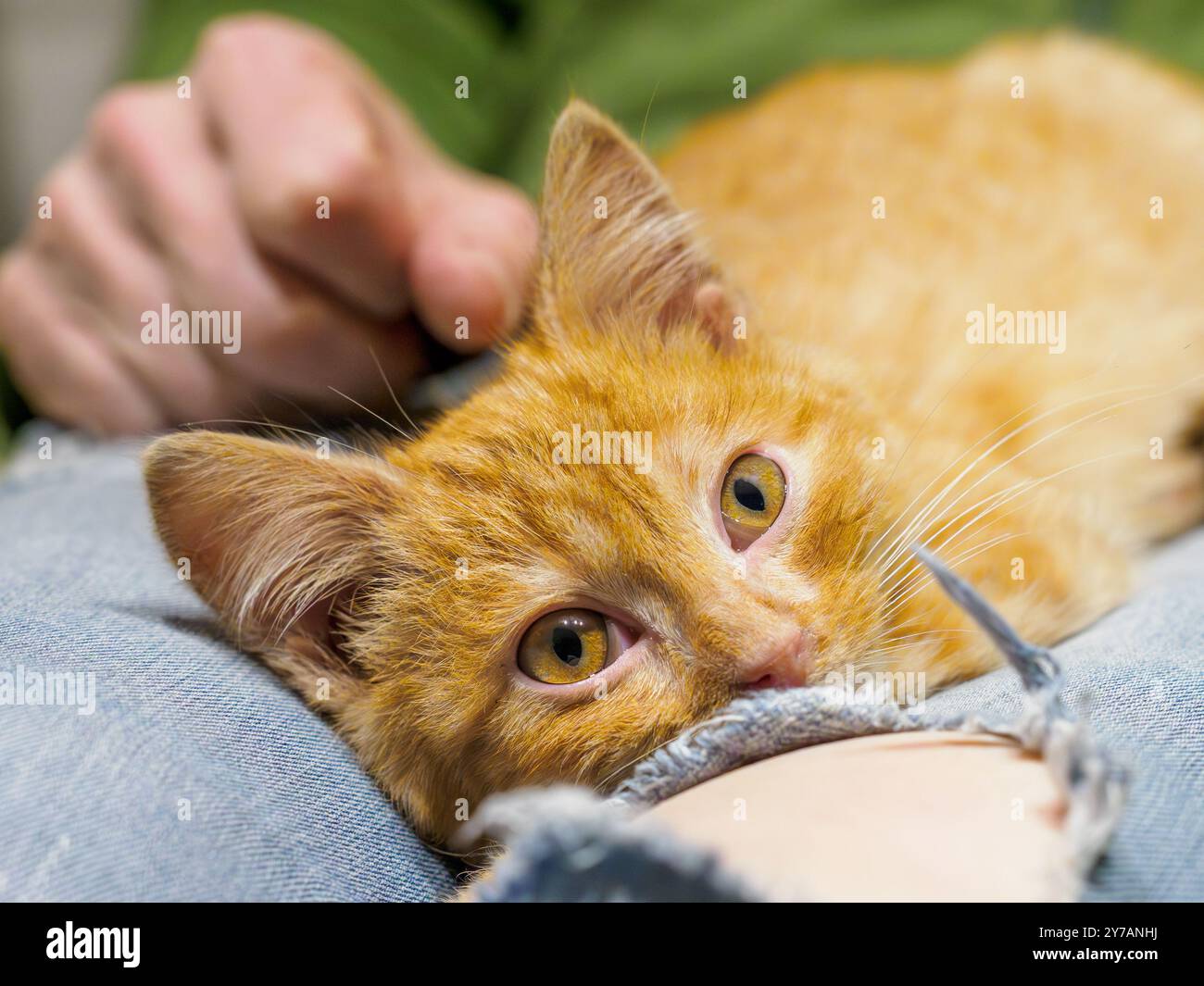 Kleines Ingwerkätzchen, das auf dem Schoß liegt. Unscharfer Hintergrund. Stockfoto