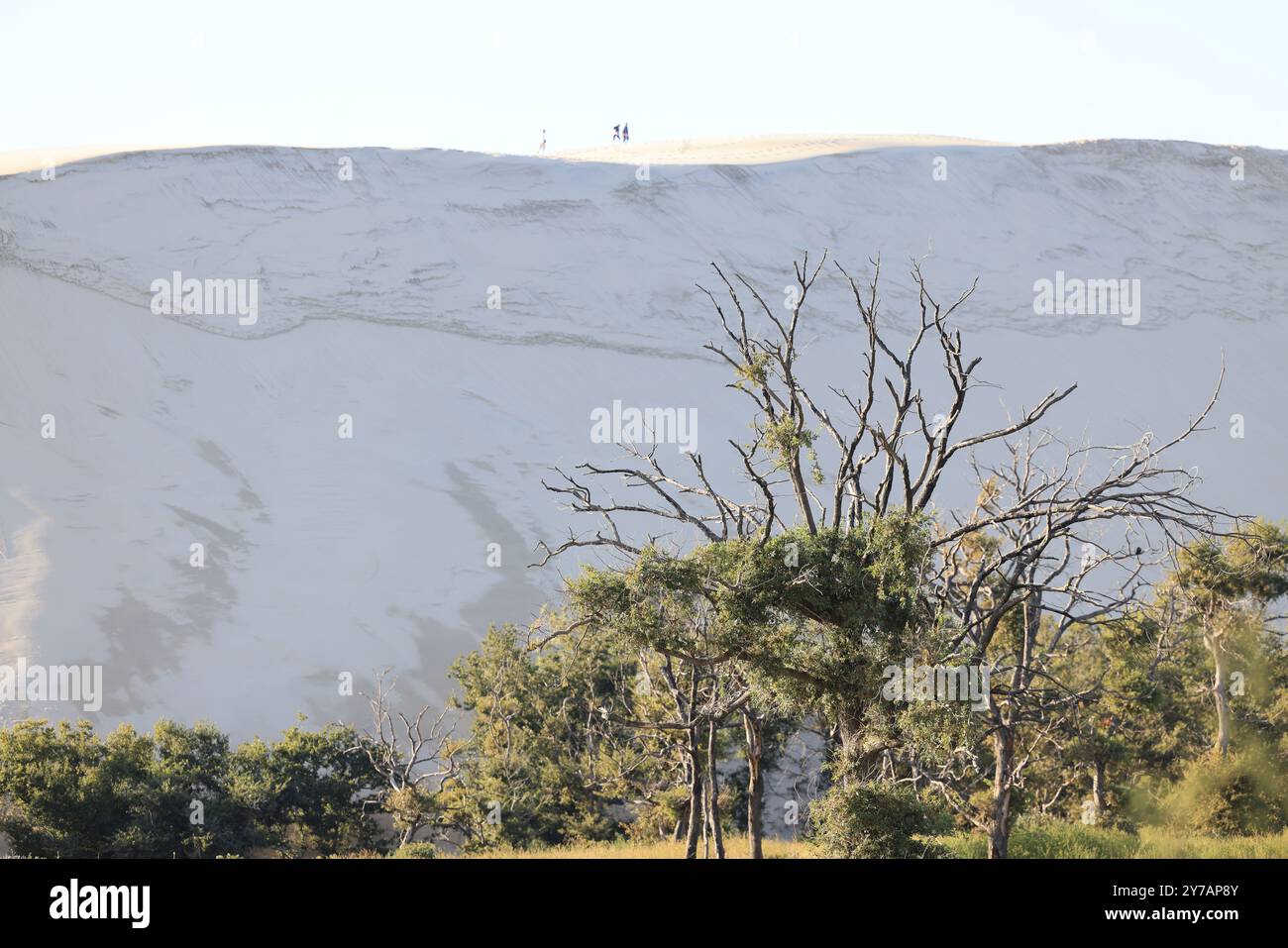 Ökologische Katastrophe: Kiefernwald zerstört durch die Großbrände im Juli 2022 um die Düne du Pilat in Gironde im Südwesten Frankreichs. Mehr als t Stockfoto