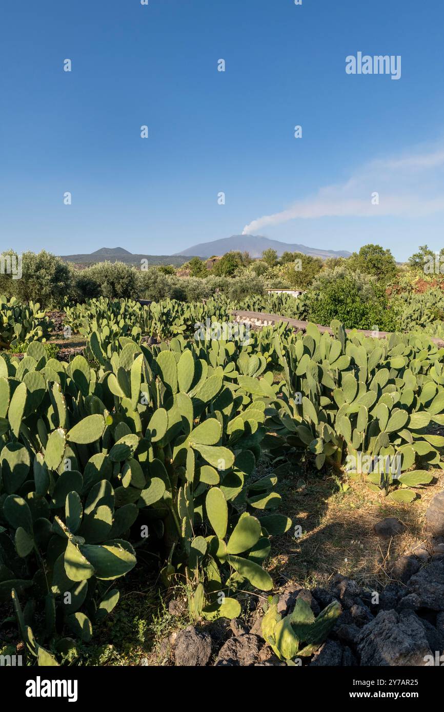 Ein Feld mit essbaren Kakteen (auf Italienisch fico d’India) an den Hängen des Ätna bei Adrano, Sizilien, Italien Stockfoto