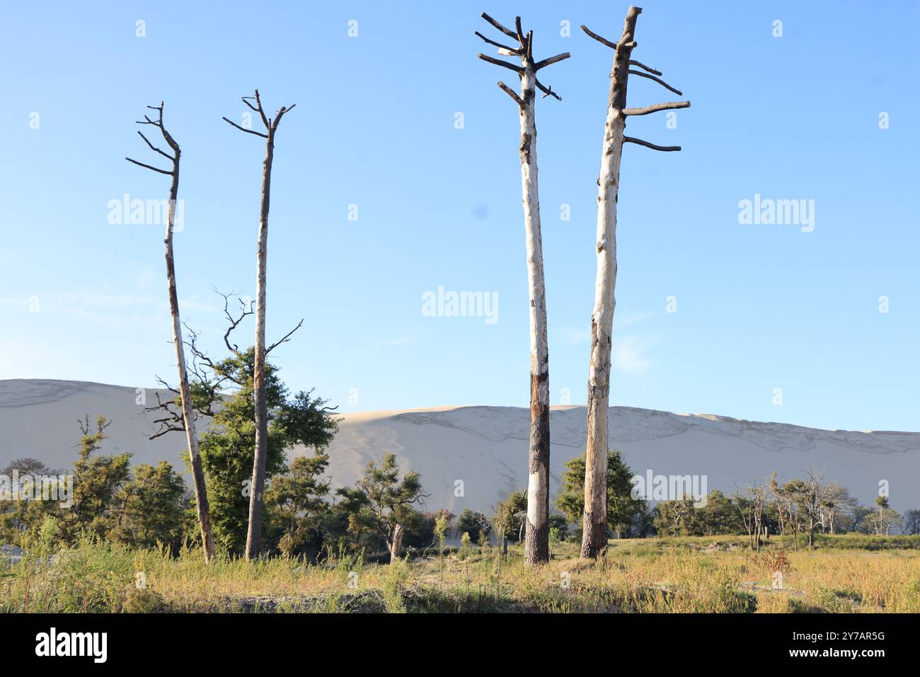 Ökologische Katastrophe: Kiefernwald zerstört durch die Großbrände im Juli 2022 um die Düne du Pilat in Gironde im Südwesten Frankreichs. Mehr als t Stockfoto