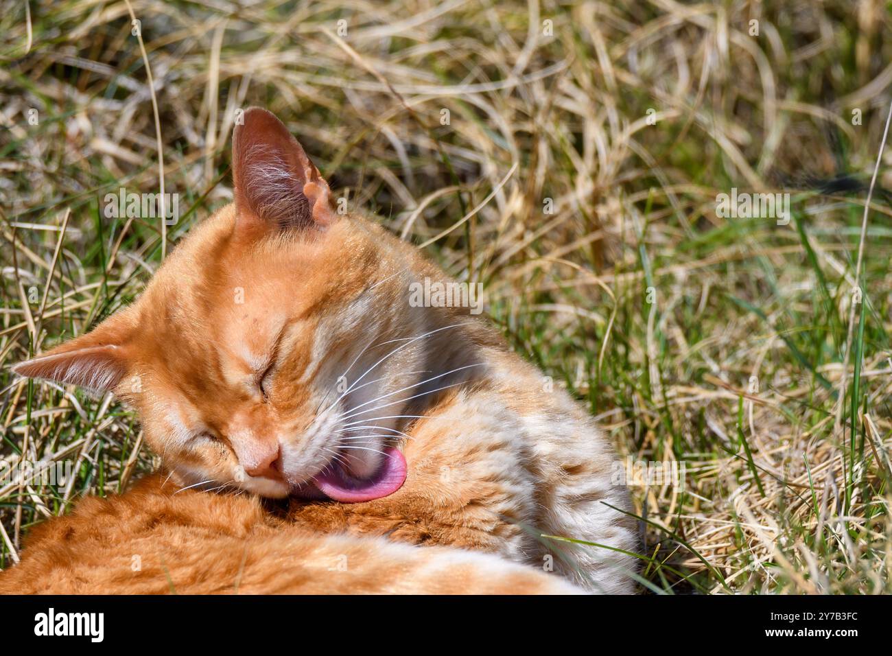 Die orangene Katze genießt einen sonnigen Nachmittag, leckt ihr Fell, während sie sich bequem auf grünem Gras ausbreitet und einen ruhigen Moment in der Natur widerspiegelt Stockfoto