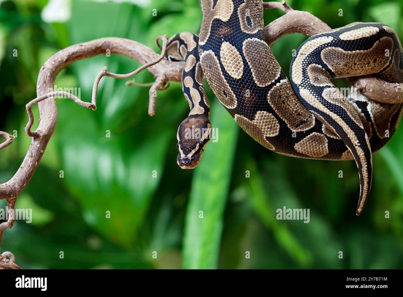 Königliche Python-Schlange kriecht auf einem Holzzweig Stockfoto