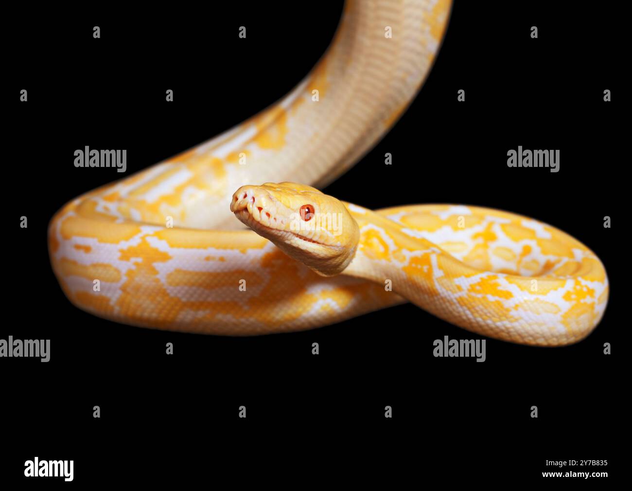 Lavendeltiger Albino Python isoliert auf schwarzem Hintergrund Stockfoto