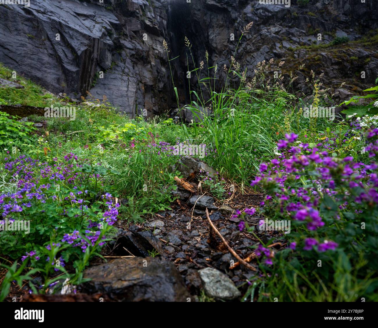 Lebendige Wildblumen in einer üppigen, felsigen Bergkulisse mit zerklüfteten Klippen im Hintergrund schaffen eine ruhige und natürliche Wildnisszene Stockfoto