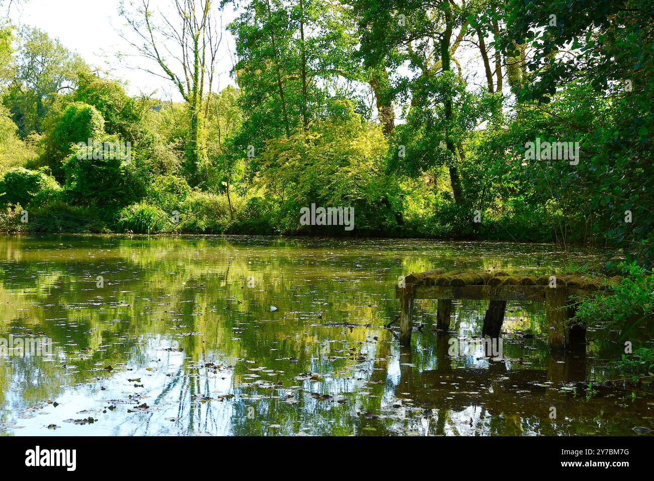 Ein Moment der Ruhe an einem versteckten See in den Cotswolds Herbst 2024 Stockfoto