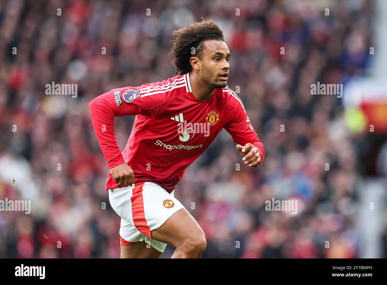 Joshua Zirkzee von Manchester United während des Premier League Spiels Manchester United gegen Tottenham Hotspur in Old Trafford, Manchester, Vereinigtes Königreich, 29. September 2024 (Foto: Mark Cosgrove/News Images) Stockfoto