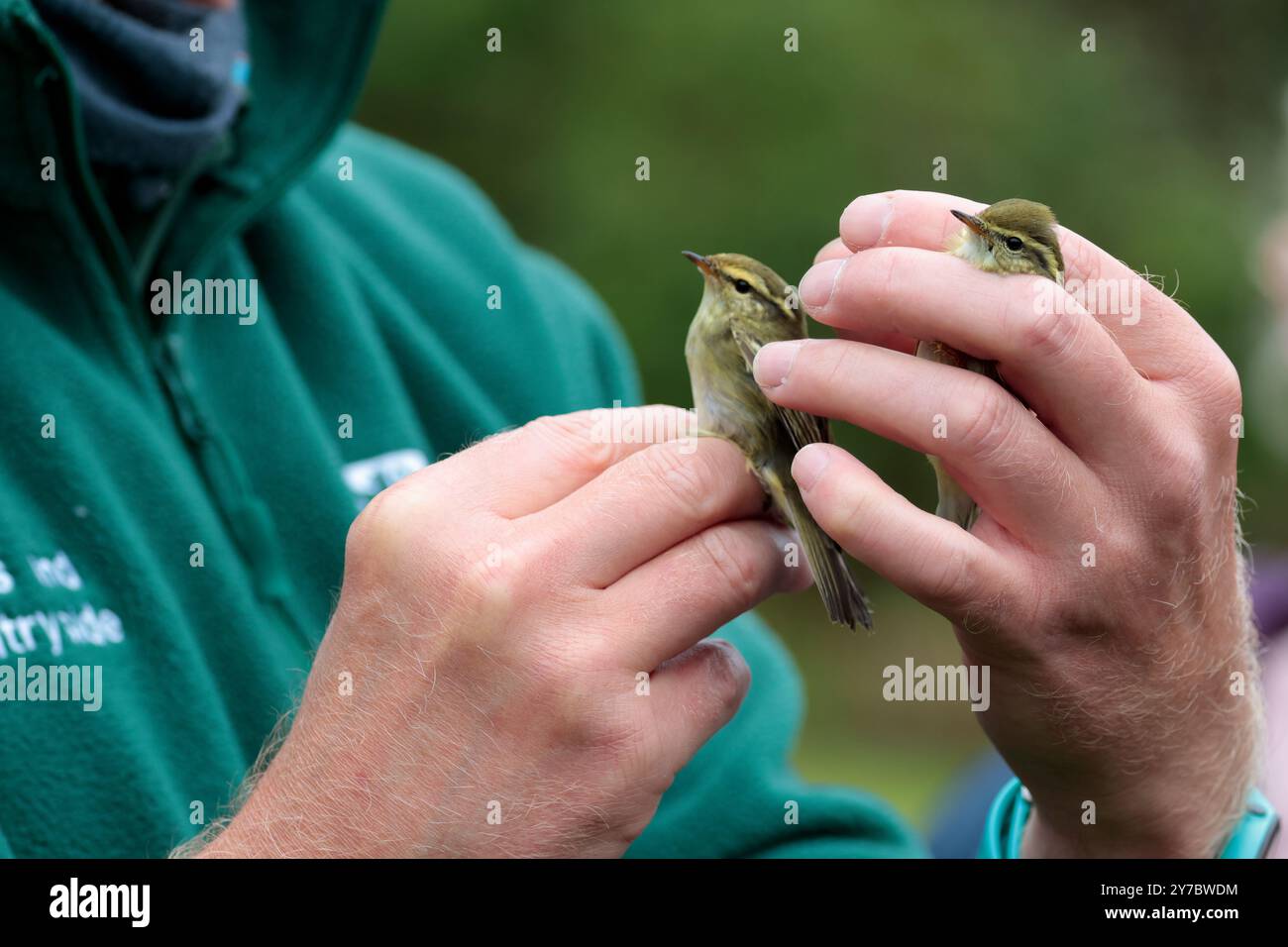Phylloscpus inornatus, eingesperrt durch das Netz im Naturschutzgebiet Warnham, grüne Oberteile weiße Unterseite gelbe Augenbrauen blassende Flügelstangen Stockfoto