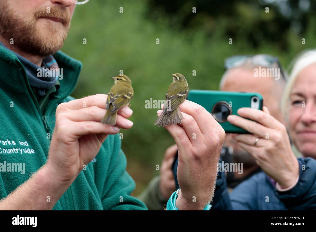 Phylloscpus inornatus, eingesperrt durch das Netz im Naturschutzgebiet Warnham, grüne Oberteile weiße Unterseite gelbe Augenbrauen blassende Flügelstangen Stockfoto