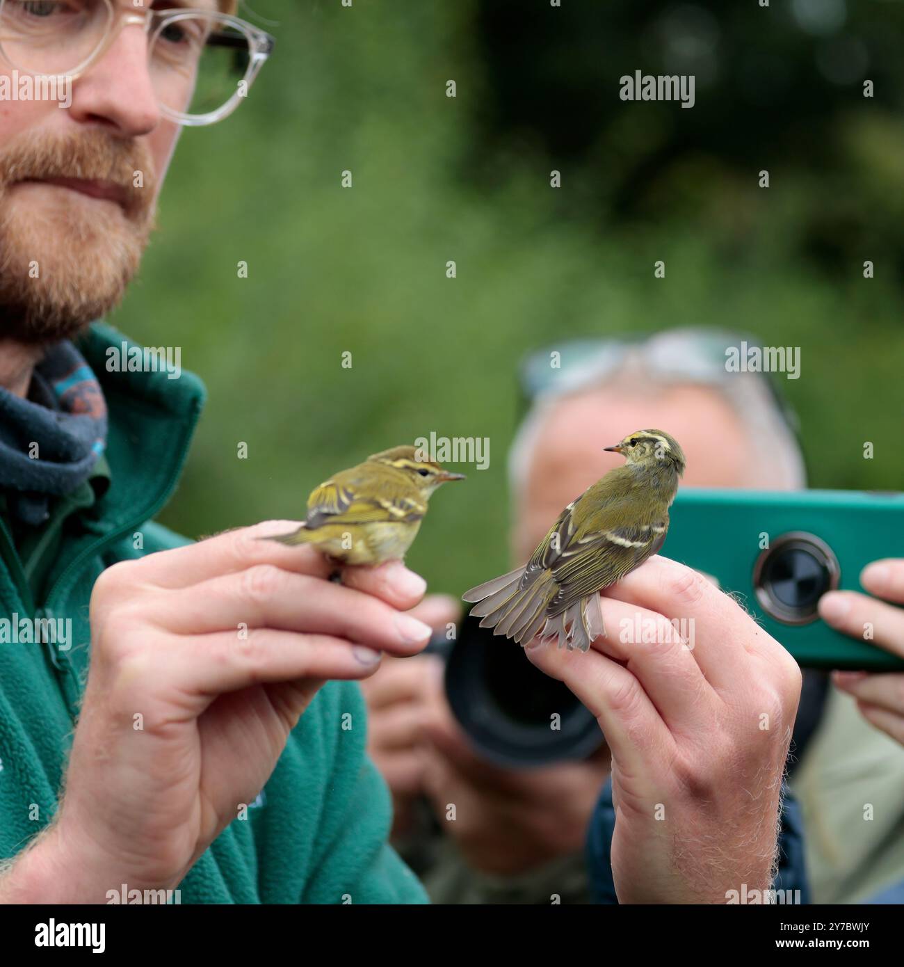 Phylloscpus inornatus, eingesperrt durch das Netz im Naturschutzgebiet Warnham, grüne Oberteile weiße Unterseite gelbe Augenbrauen blassende Flügelstangen Stockfoto