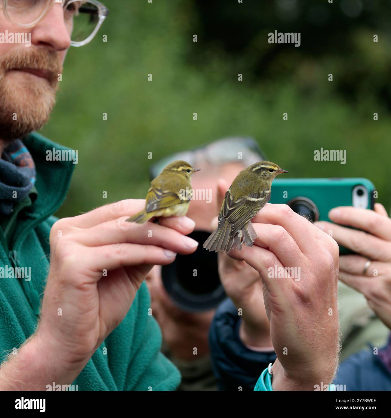 Phylloscpus inornatus, eingesperrt durch das Netz im Naturschutzgebiet Warnham, grüne Oberteile weiße Unterseite gelbe Augenbrauen blassende Flügelstangen Stockfoto
