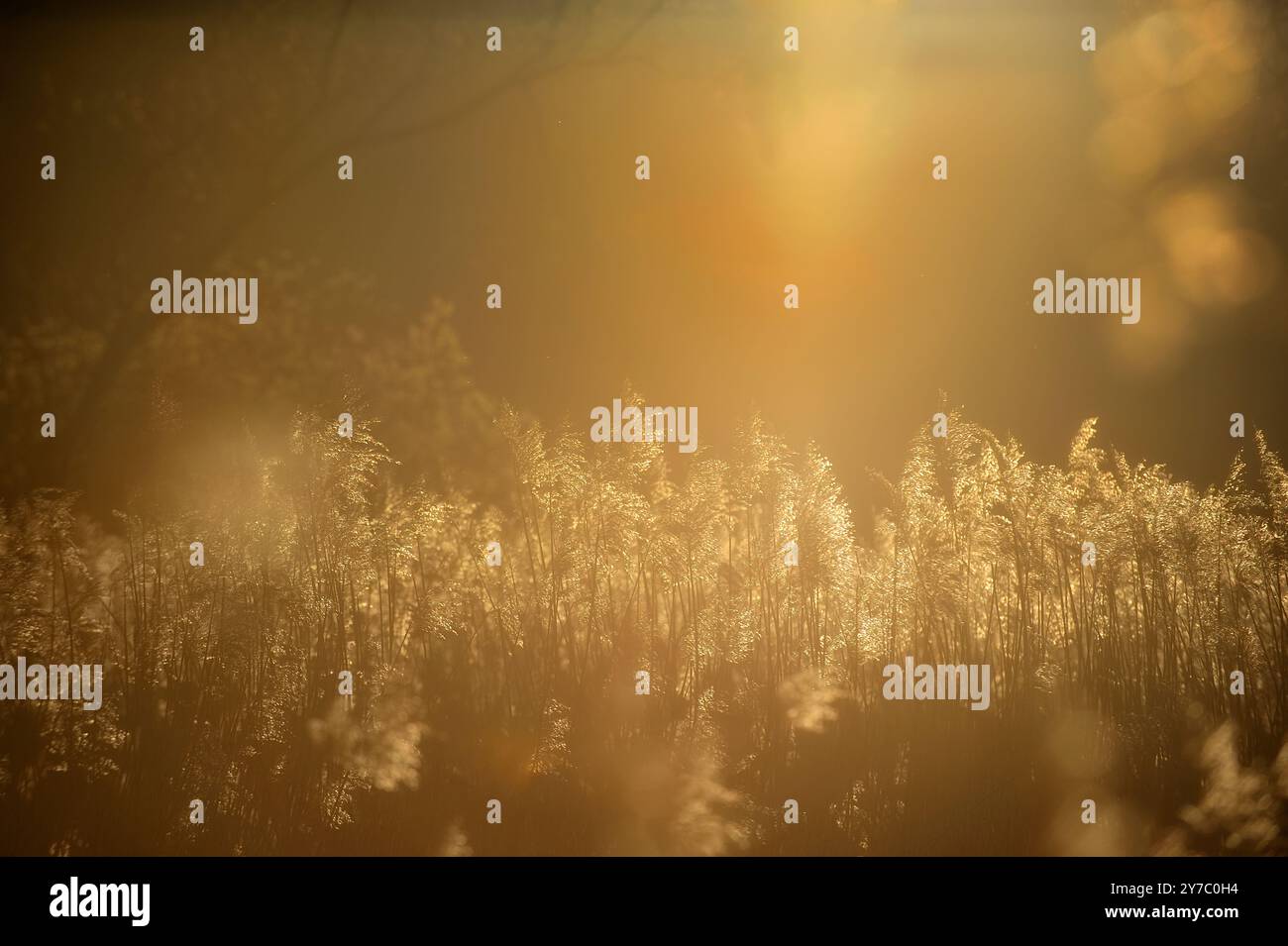 Das Schilf schwingt sanft im warmen Sonnenlicht in Schweden, fängt das sanfte Leuchten der goldenen Stunde ein und schafft eine friedliche Atmosphäre inmitten der Schönheit der Natur. Stockfoto