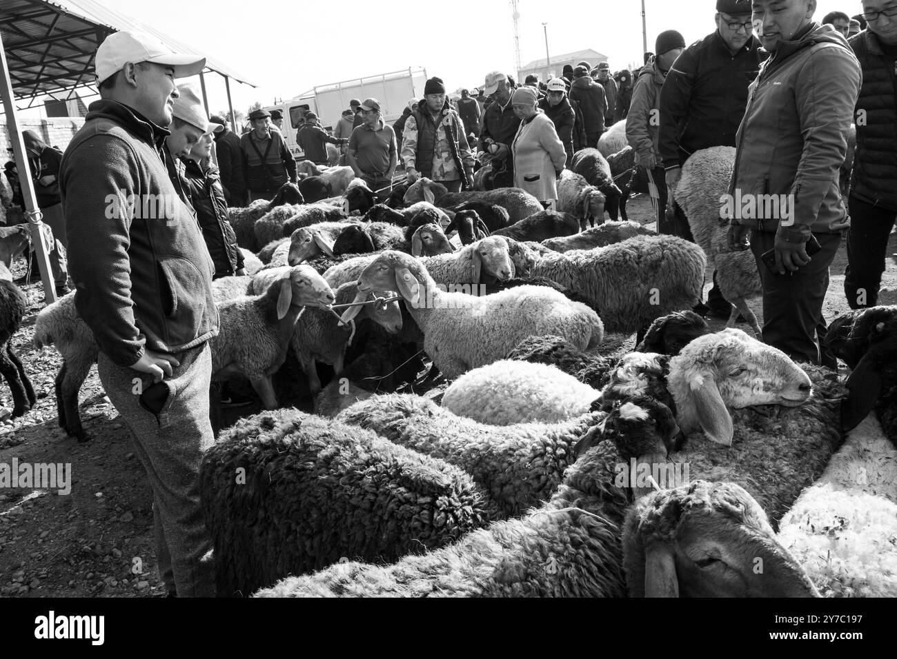 Kirgisistan, Karakol, Viehmarkt Stockfoto