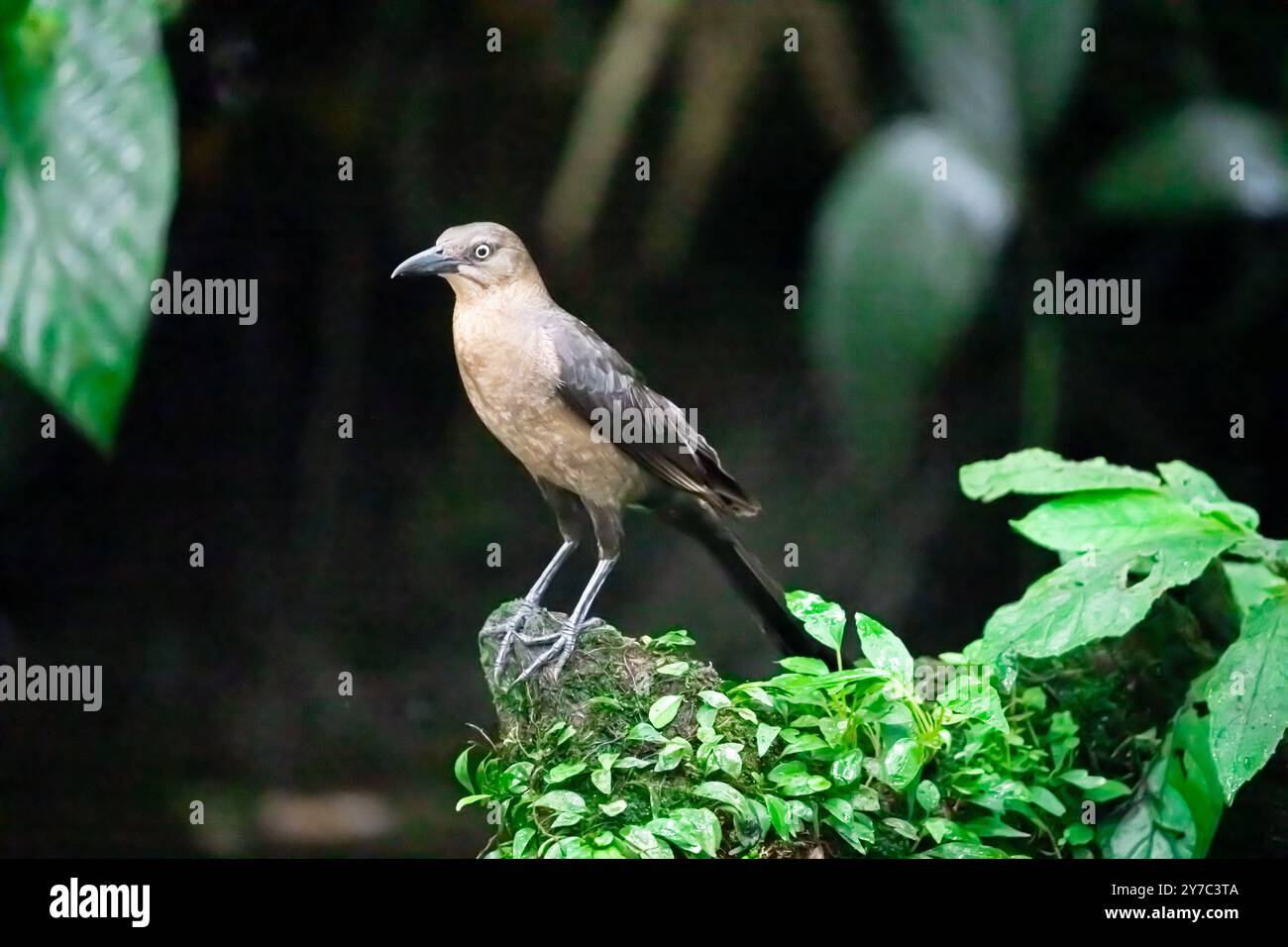 Tonfarbene Soor (Turdus grayi) aus Costa Rica Stockfoto