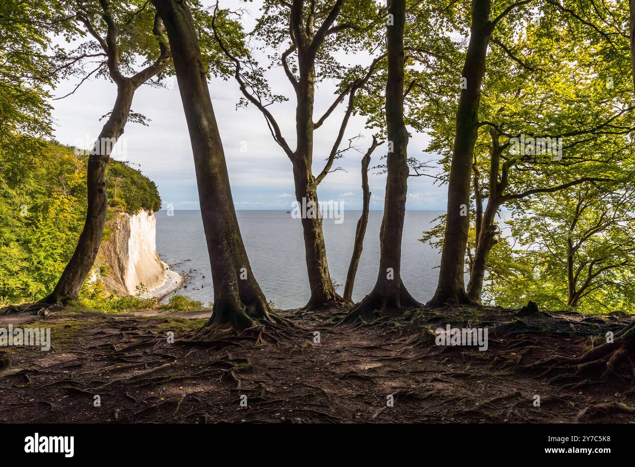Wanderweg entlang der Kreidefelsen auf Rügen. Wedding, Sassnitz, Mecklenburg-Vorpommern, Deutschland Stockfoto