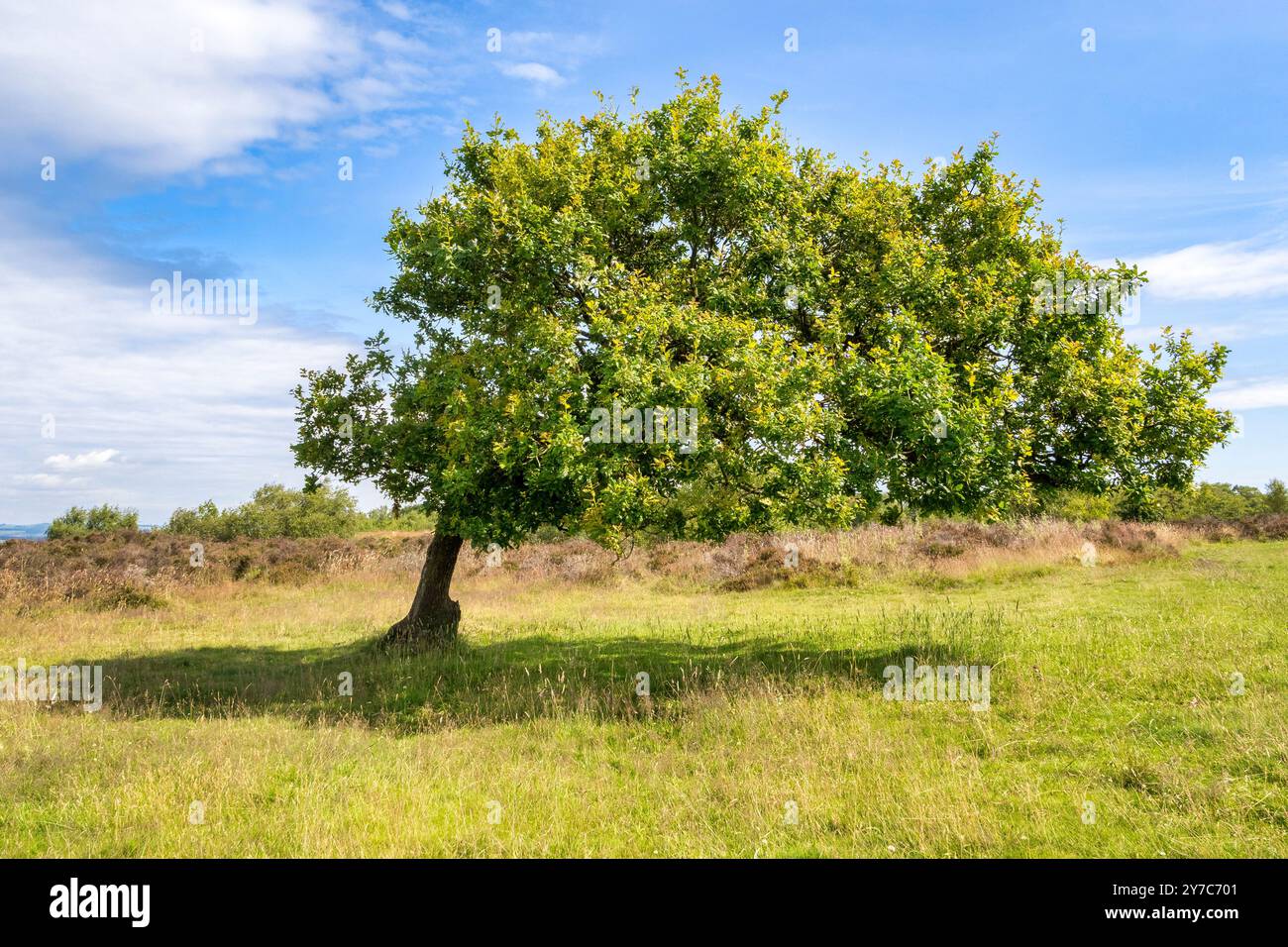 Eiche auf Stanton Moor, Debyshire, die ständig von den vorherrschenden Winden umgebeugt wurde. Stockfoto