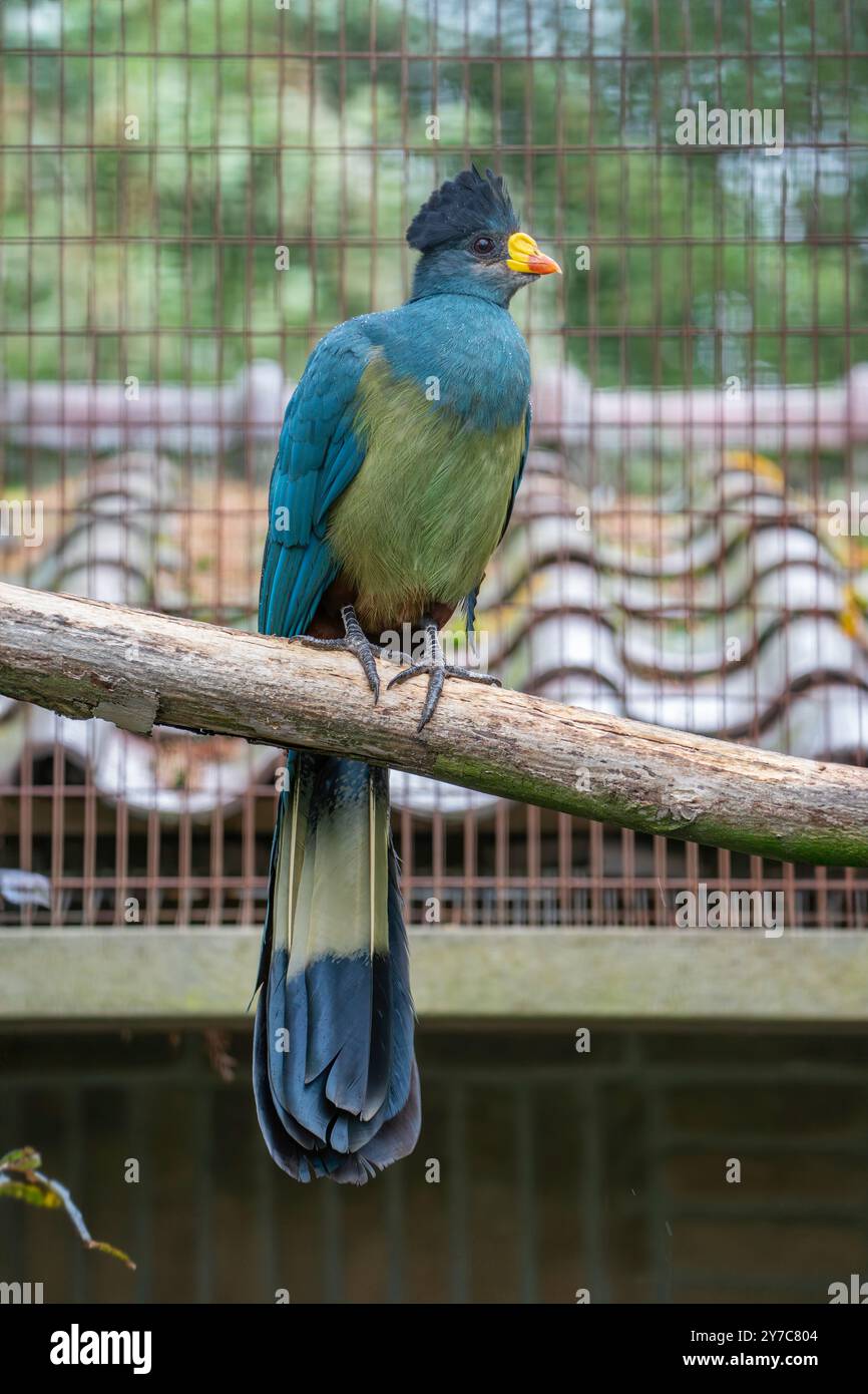 Großer blauer Turaco, Corythaeola cristata Stockfoto