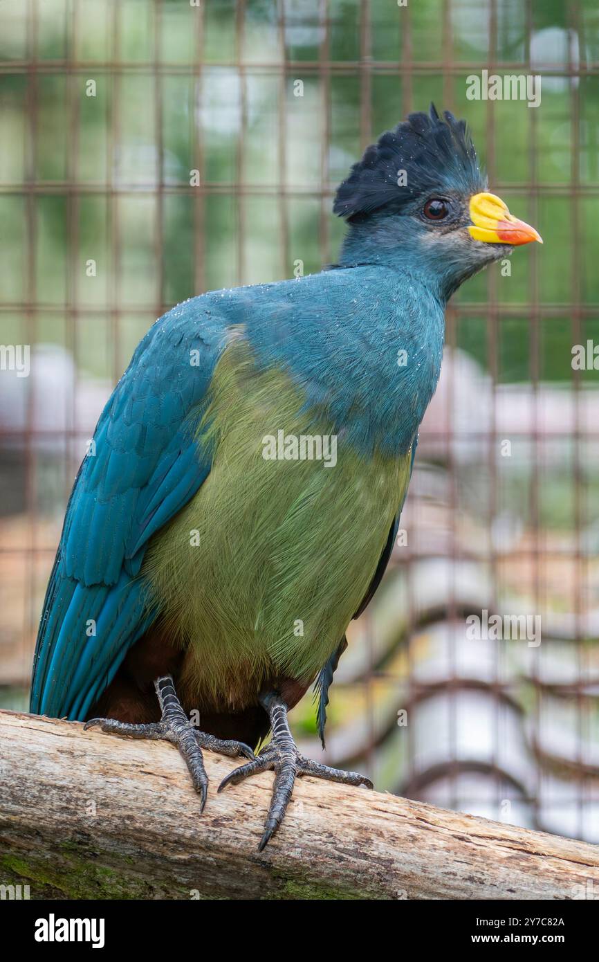 Großer blauer Turaco, Corythaeola cristata Stockfoto