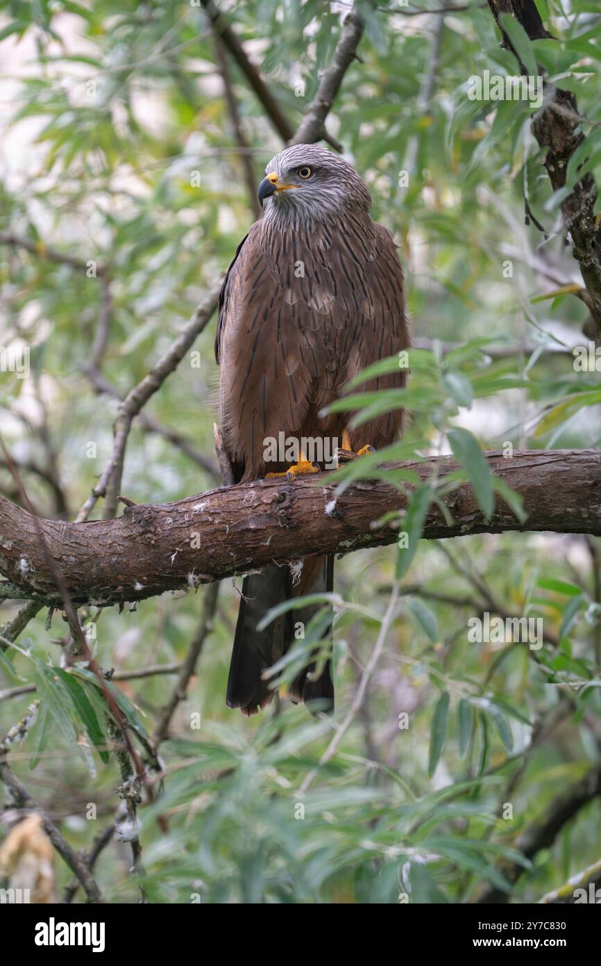 Schwarzer Drachen, Milvus migrans Stockfoto