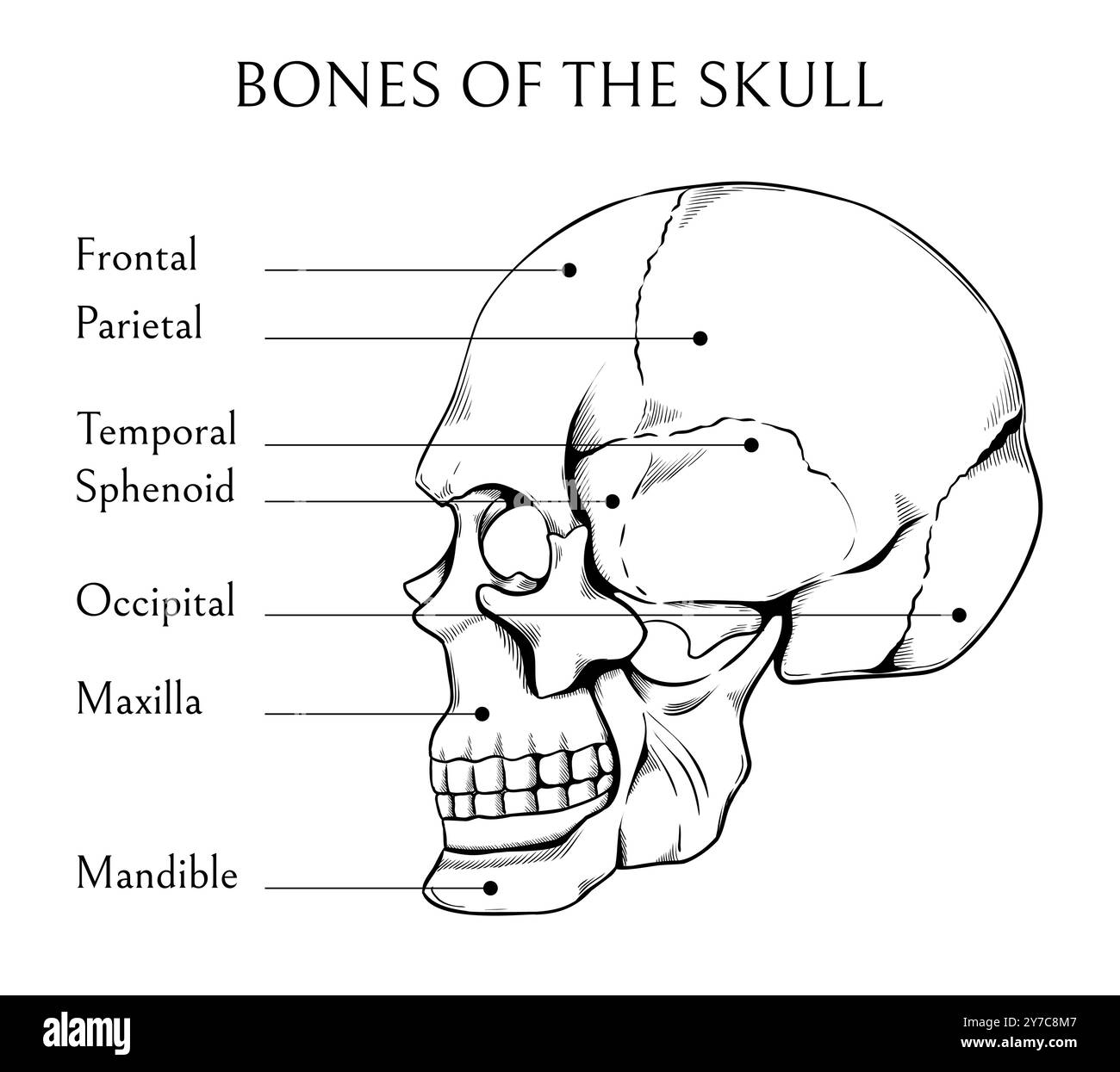 Handgezogene Gesichtsknochen. Menschliche Schädelskizze. Medizinisches Ausbildungsbanner. Gravurdiagramm des Skeletts. Medizinwissenschaftliche Enzyklopädie. Schädelskelettstruktur. Beschriftungstext. Poster zur Vektoranatomie Stock Vektor